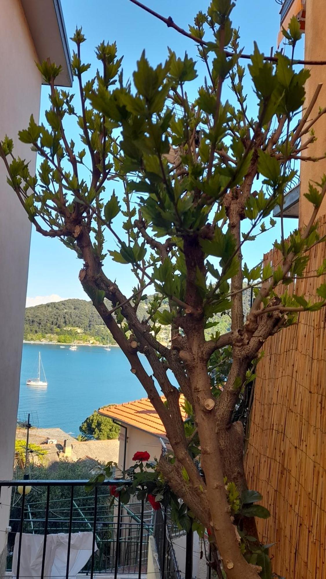 Casa Vacanze Ibiscus Porto Venere Exterior photo